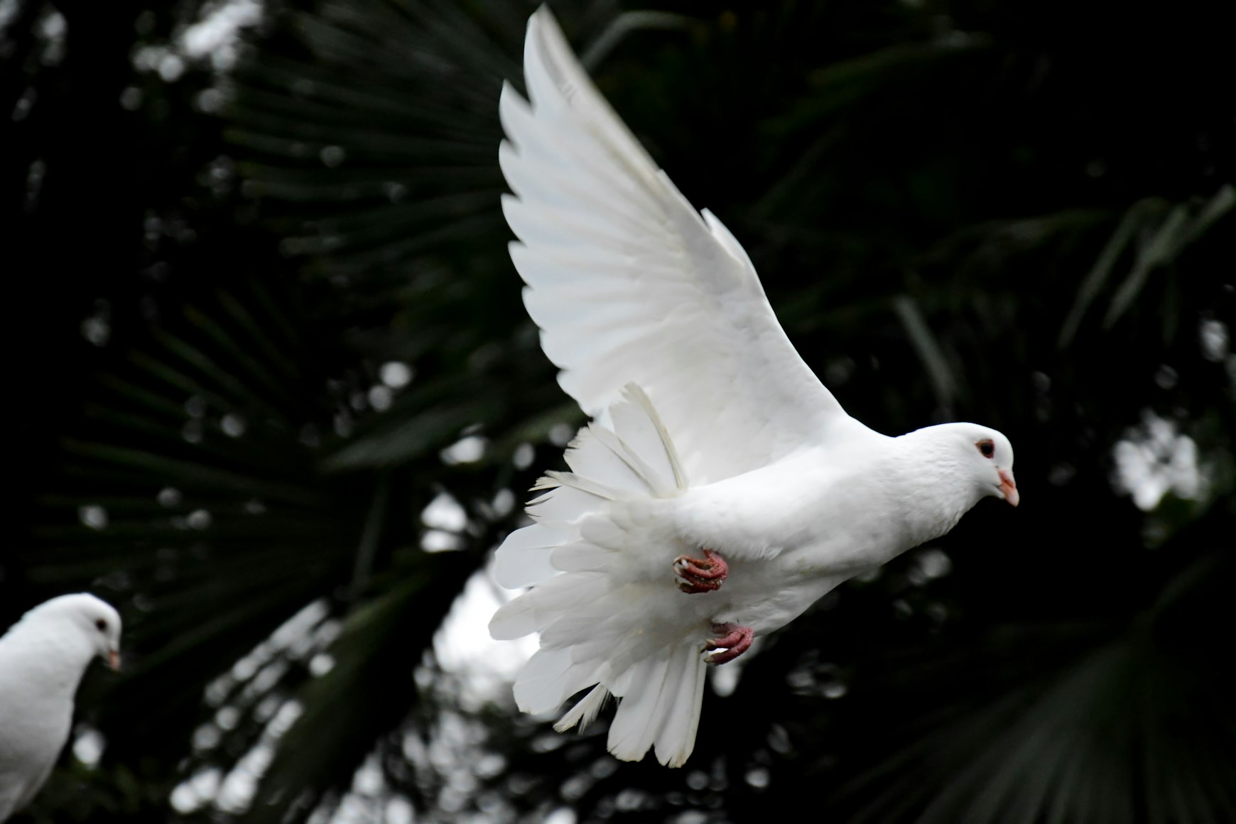Sanctification by the Spirit: Faith Is a Gift, Not an Achievement